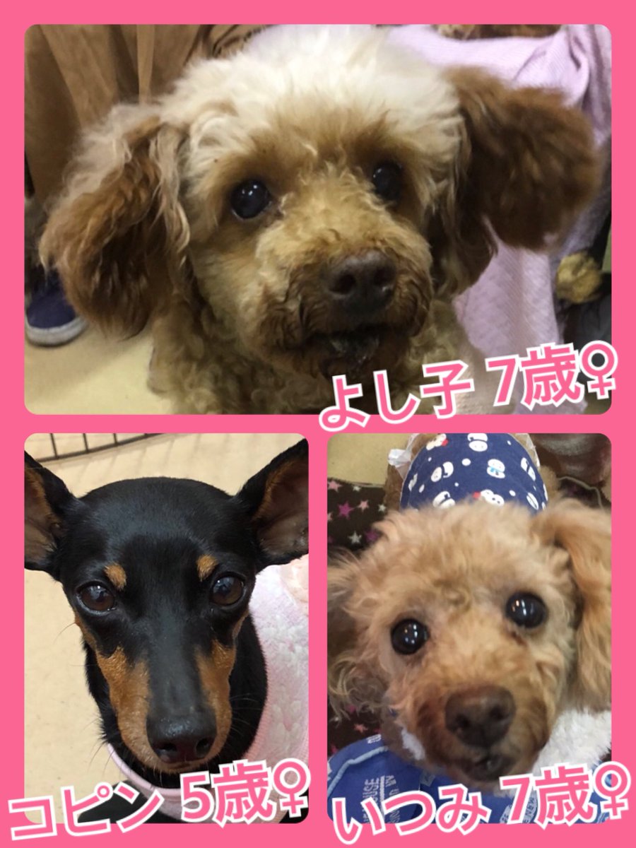 🐾今日の里親様募集中ワンコ🐶メンバーです🐾2019,11,15